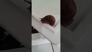 Tengo una nueva ma🐌🐌 [upl. by Duomham]