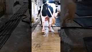 1200 kg Holstein Friesian bull [upl. by Llebasi416]