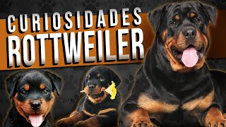 10 CURIOSIDADES sobre a raça ROTTWEILER [upl. by Ainoval415]