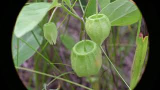 Physalis virginiana Virginia Ground Cherry [upl. by Salvay]