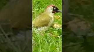 La bellezza del Picchio Verde birds natureuccelli [upl. by Alon]