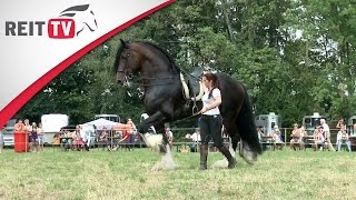 Rasseportrait  Das Shire Horse  Zu Besuch auf der Oakstead Shire Show [upl. by Sletten]