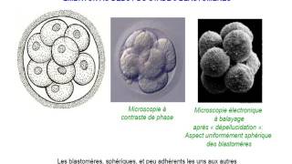 EMBRYOLOGIE La 1 première semaine du developpement [upl. by Root]