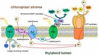 Photophosphorylation part II of photosynthisis [upl. by Jennilee94]