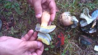 Boletus erythropus or Boletus satanas [upl. by Yentnuoc]