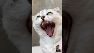 Sonya has made a mess again  🐱 cat cats funny video 😂 [upl. by Varini]