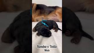 Vello amp Kimba Newborn Blue Collar Male [upl. by Ayamat]