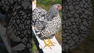 🔥🔥❤️❤️The Wyandotte Chicken A Beginners Guide to Raising This Beautiful Breed🔥🔥viralvideo shorts [upl. by Fillender]