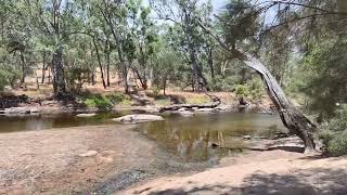 Toodyay Cobbler Pool Free Camp Near Perth Dog Friendly 66km From Midland Lovely Setting on the River [upl. by Llennhoj]