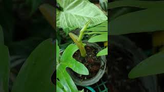 Mayoi Philodendron New Growth greenplants plants [upl. by Elijah17]