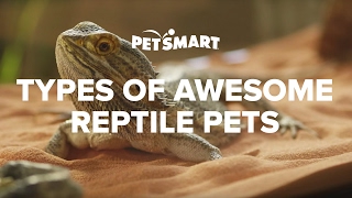 PetSmart’s Types of Awesome Reptile Pets [upl. by Greenwald]