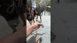 Donkey Escaped Farm To Find Man Who Saved Him❤️ animalshorts animals donkey [upl. by Garcon656]