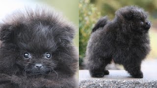 Picking up my NEW POMERANIAN PUPPY  Meet Treacle my black Pomeranian [upl. by Ivor]