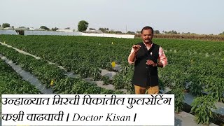 उन्हाळ्यात मिरची पिकांतील फुलसेटिंग कशी वाढवावी । Doctor Kisan । [upl. by Vanhomrigh]