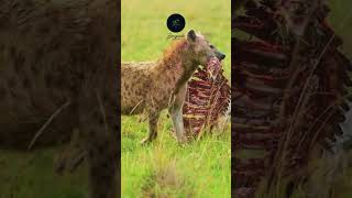 Hyenas Triumph Carrying a Carcass Amidst Jackals and Scavengers in Maasai Mara africansafari [upl. by Lessig]