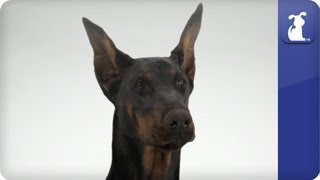 Doglopedia  Doberman Pinscher [upl. by Nauqad]