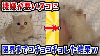 【2ch動物スレ】機嫌が悪いヌコに限界までコチョコチョした結果ｗｗｗｗｗ [upl. by Sallee211]