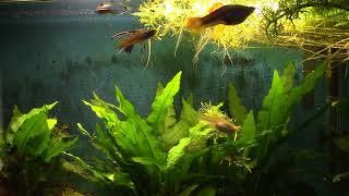 Neon Swordtail Has An Interesting Spawning Display [upl. by Sallyanne928]