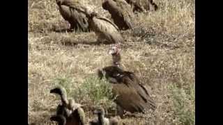 Vultures eating a zebra carcass in the Kruger National Park [upl. by Tarryn]