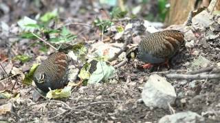 台灣深山竹雞 TAIWAN PARTRIDGE Arborophila crudigularis [upl. by Ahsenaj94]