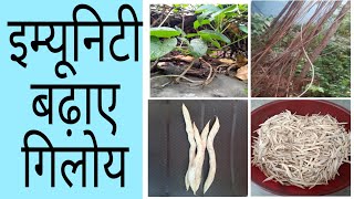 घर पर गिलोय पाउडर कैसे बनाएं  How to prepare Giloy powder at home  KCC Creations [upl. by Agiaf]