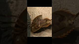 450 Million Years of Survival Horseshoe Crabs Revealed youtubeshorts [upl. by Eulau]