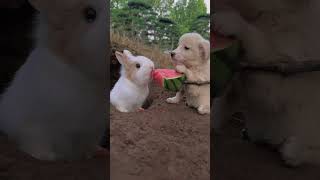 Dog feeds little rabbit watermelon Rabbit Cute Pet Debut Plan Cute Pet [upl. by Kore597]