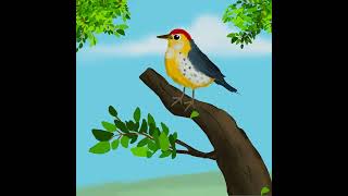 Prothonotary warbler bird illustration Shorts [upl. by Partan]