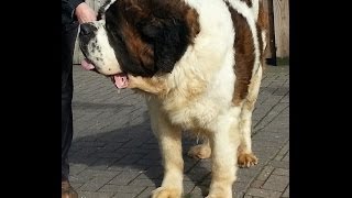 Worlds biggest St  Bernard top blood lineshow quality 200 lb [upl. by Haras466]