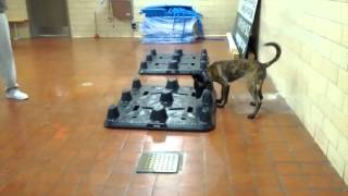 Puppies Train To Be Drug and Bomb Search Dogs at Penn Vet [upl. by Novak765]