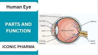 HUMAN EYE  PARTS AND FUNCTIONS  ICONIC PHARMA [upl. by Assele]