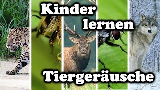 Kinder lernen Tiergeräusche  Tiernamen raten und nachmachen [upl. by Ludovika]