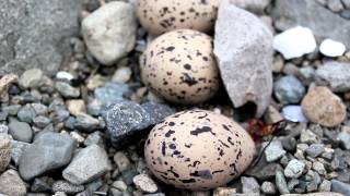 Facts about oyster catcher [upl. by Narine]