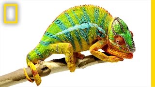 Beautiful Footage Chameleons Are Amazing  National Geographic [upl. by Mindi]