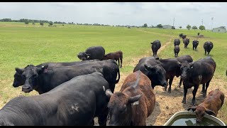 Fun TimesMy Bull Dinero Jumps the Fence [upl. by Fagaly]