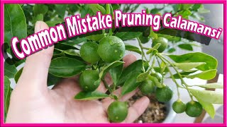 Common Mistake Pruning Calamansi Grow Your Own Kalamansi Lime Lemon Citrus Plant Tips [upl. by Ayvid]