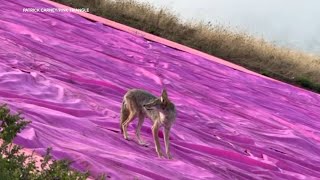 Coyote spotted visiting Pink Triangle at San Franciscos Twin Peaks [upl. by Paquito14]