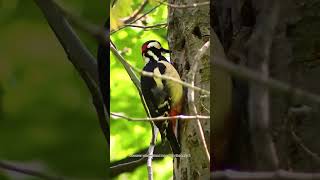 IvoryBilled Woodpecker [upl. by Eenad726]