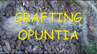 Grafting Opuntia 🌵🌵🌵 [upl. by Romo]