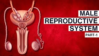 Human Reproduction  Male Reproductive System  Part 1 Class 12  BOARDS  NEET  BHAJAN MAAM [upl. by Nnaeirelav]