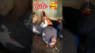 ChickenRoosterPartridgeDuck GoosesGuinea fowl chicken funny cute youtubeshorts [upl. by Helbonnas]