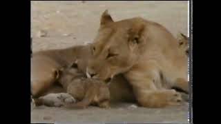 CH5 African Safari  Nature Documentary  The Lions of Etosha 1999 [upl. by Toddie941]