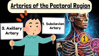 Subclavian Artery and Axillary Artery Explained Easy  Arteries of Pectoral Region [upl. by Sremlahc341]