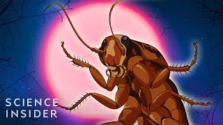 Why Cockroaches Are So Hard To Kill [upl. by Anawek399]