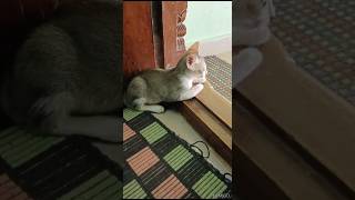 poluthu pogalunnu vedikkai pathutu irukan cutekitty shortsvideo [upl. by Elrebmik936]