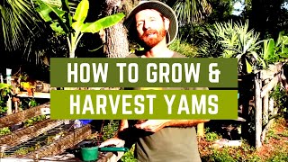 How to Grow and Harvest Yams [upl. by Day]