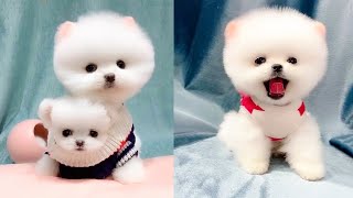 Mini Pomeranian 😍🐶 Pomeranian The Cutest Dogs 4 [upl. by Cristie]