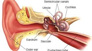 Research Shows Gene Therapy May Treat Hearing Loss [upl. by Hesper]