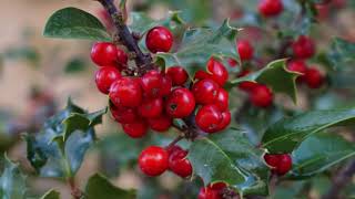 A Focus On Holly All You Need To Know [upl. by Swope]