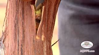 Bud Grafting Grapevines in the Napa Valley [upl. by Lina207]